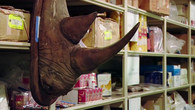 Racing Extinction - EXTRAIT VF Les premières minutes du film