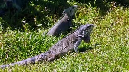 La Guyane, Terre de richesses et d&#039;aventures Bande-annonce VF