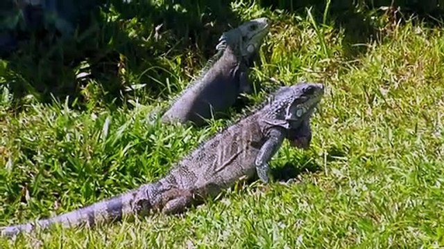 La Guyane, Terre de richesses et d'aventures Bande-annonce VF