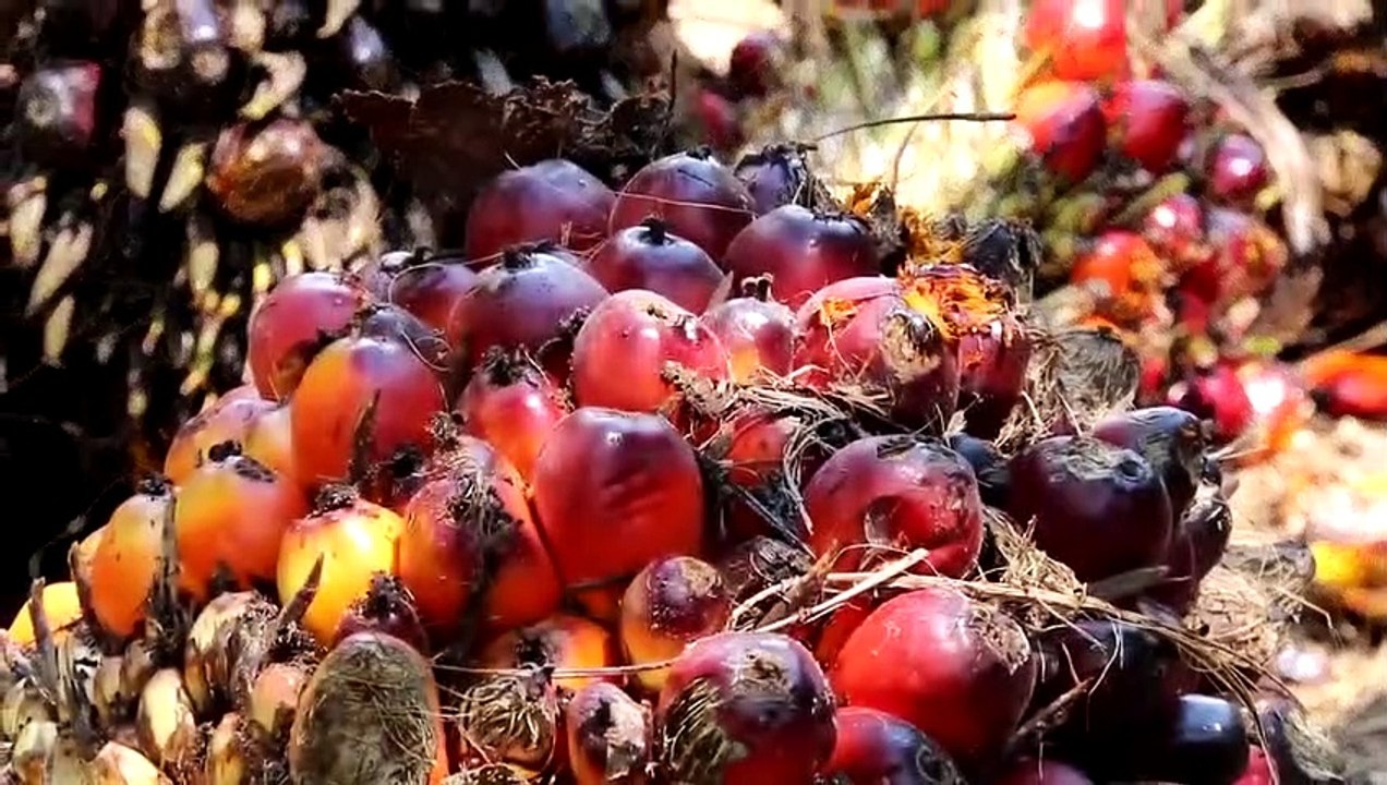 L'Age de l'anthropocène, des origines aux effondrements EXTRAIT VF "Un changement complet"