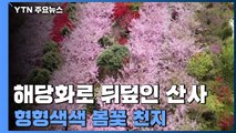 산사 뒤덮은 해당화·철쭉...형형색색 봄꽃 천지 / YTN