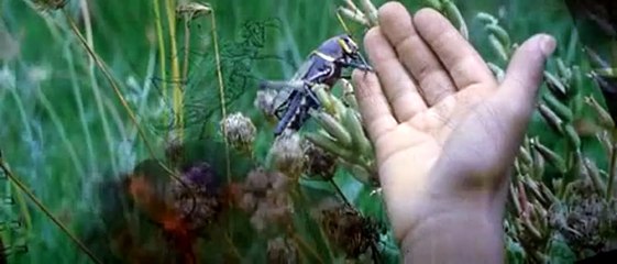 Antwone Fisher Bande-annonce (2) VO