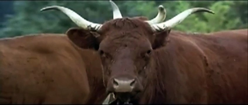 XXL Bande-annonce VF