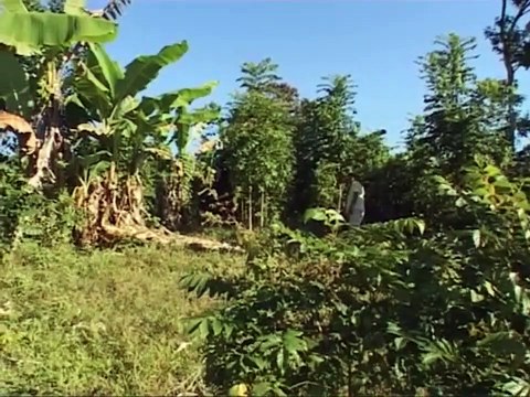 Hazo Mena, les hommes du bois rouge Bande-annonce VF