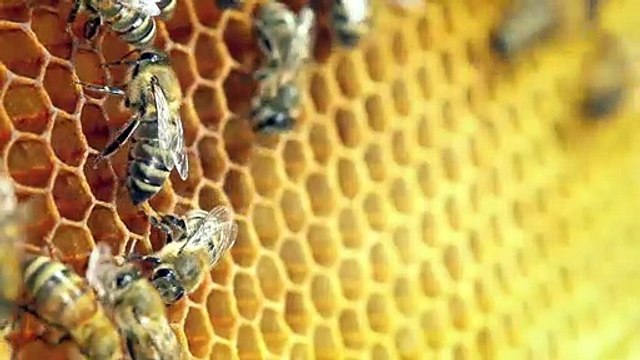 Insecticide, Mon Amour Bande-annonce VF