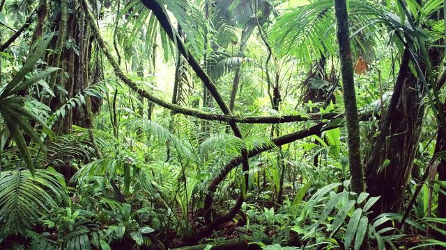 The Wild Immersion BONUS Direction l'Amazonie