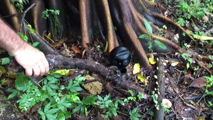 The Wild Immersion BONUS "Faire bouger l'araignée"