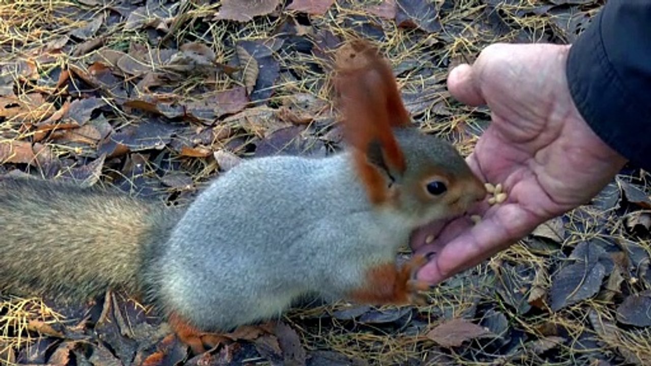 Super cute squirrel