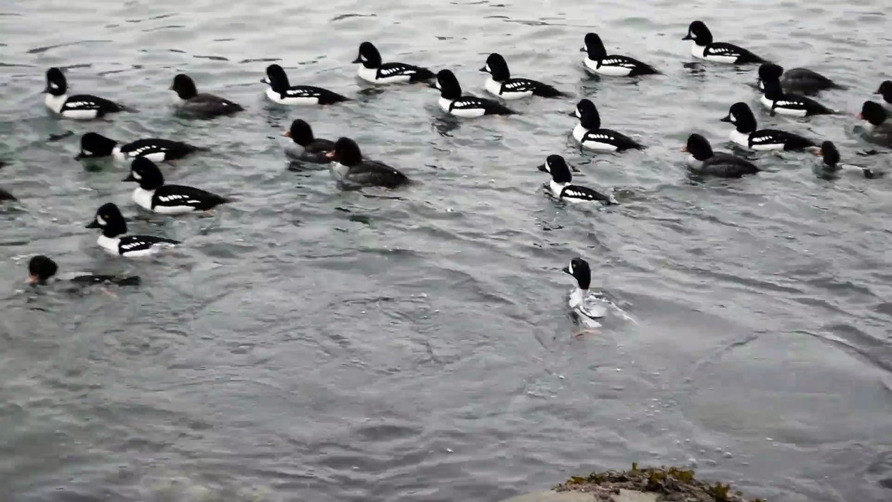 Super duck swimming
