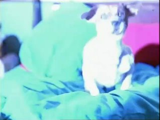 The Mask Bande-annonce VF