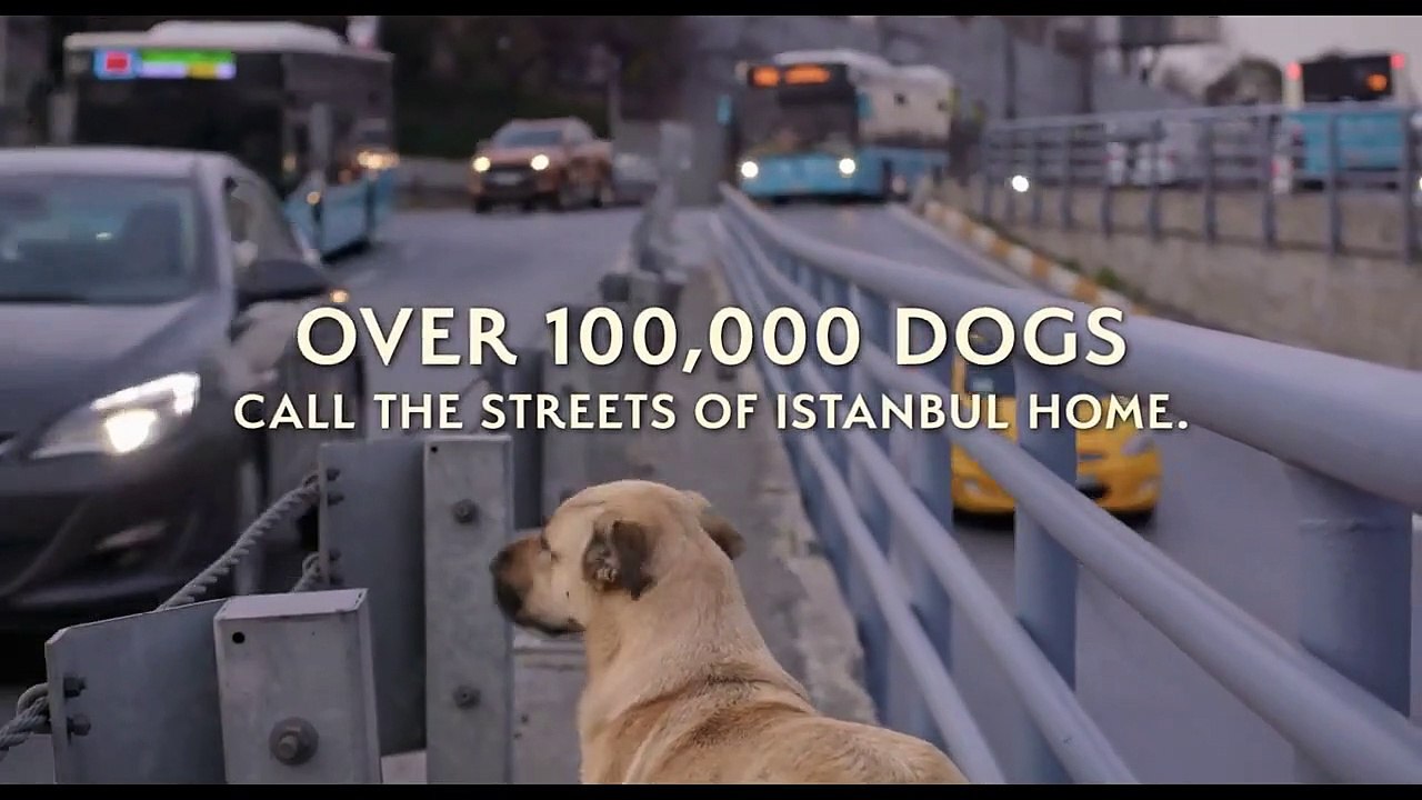 Stray Bande-annonce VO