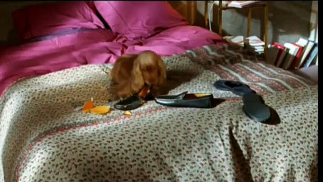 Bambou Bande-annonce VF