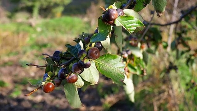 La Ferme qui soigne Bande-annonce VF