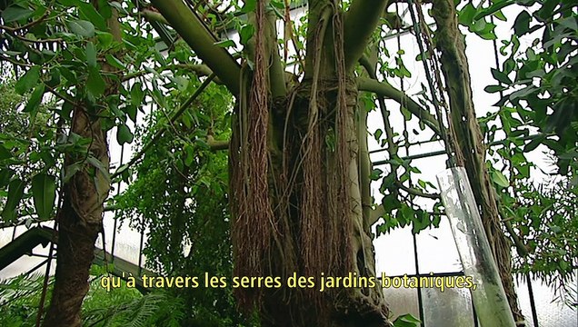 Bonne Nuit Papa Bande-annonce VO