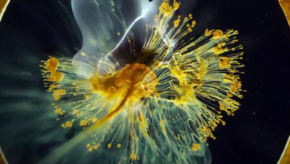 Voyage of Time : Au fil de la vie Bande-annonce VO