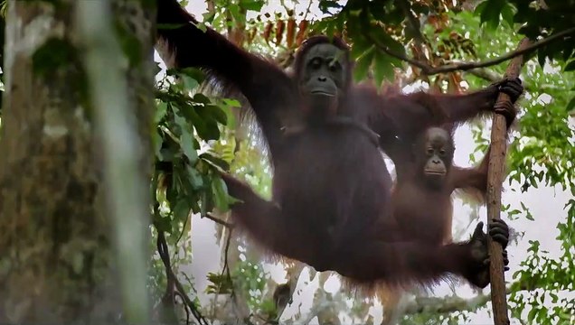 L'Illusion verte EXTRAIT VO Les feux de forêt