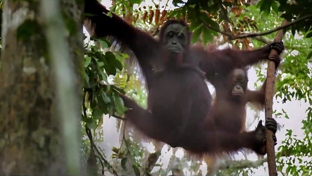 L'Illusion verte EXTRAIT VF Les feux de forêt