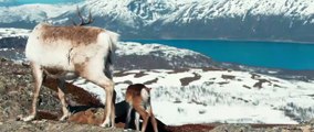 Aïlo : une odyssée en Laponie EXTRAIT VF 