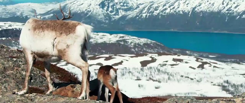 Aïlo : une odyssée en Laponie EXTRAIT VF Le troupeau