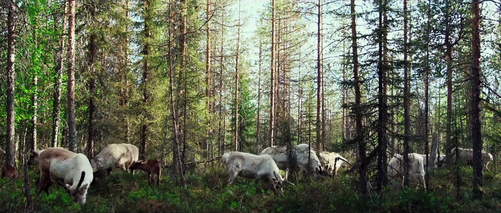 Aïlo : une odyssée en Laponie EXTRAIT VF "L’intrépide"