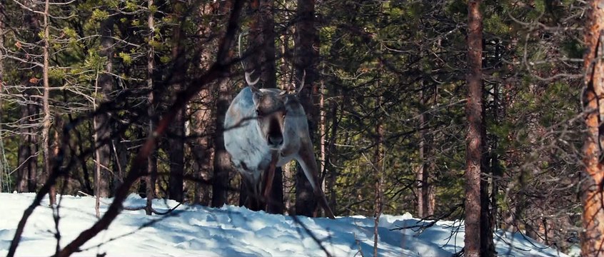 Aïlo : une odyssée en Laponie EXTRAIT VF L'hermine