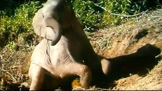 La Balade des éléphants Bande-annonce VF