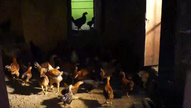 La Quatrième Voie (Chauthi Koot) Bande-annonce VO