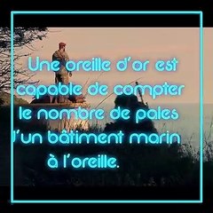 3615 VERIF : L'oreille d'or