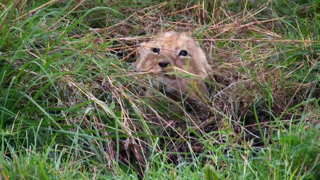 Grandir dans le monde animal - saison 1 Bande-annonce VF