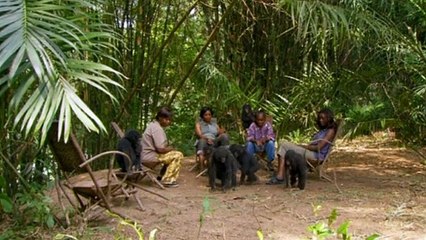Bonobos Extrait vidéo (3) VF
