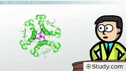 DNA- Adenine, Guanine, Cytosine, Thymine & Complementary Base Pairing