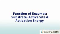 Function of Enzymes- Substrate, Active Site & Activation Energy