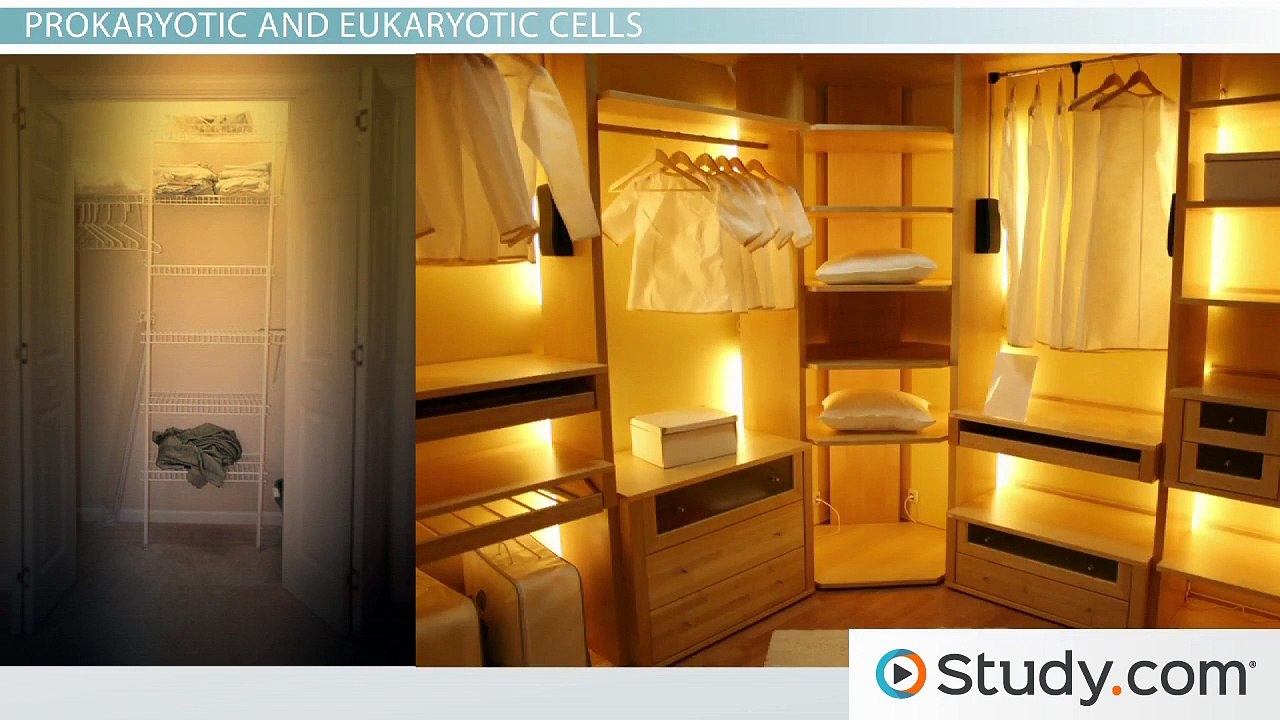 Eukaryotic and Prokaryotic Cells- Similarities and Differences