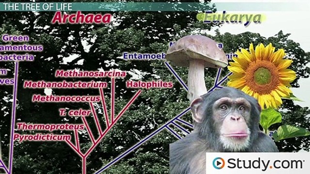 What is Bacteria- - Definition, Characteristics & Examples