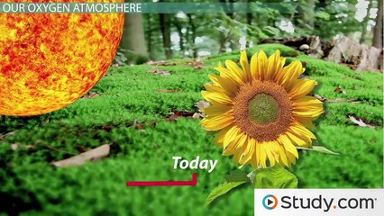 Cyanobacteria- Definition, Characteristics & Species