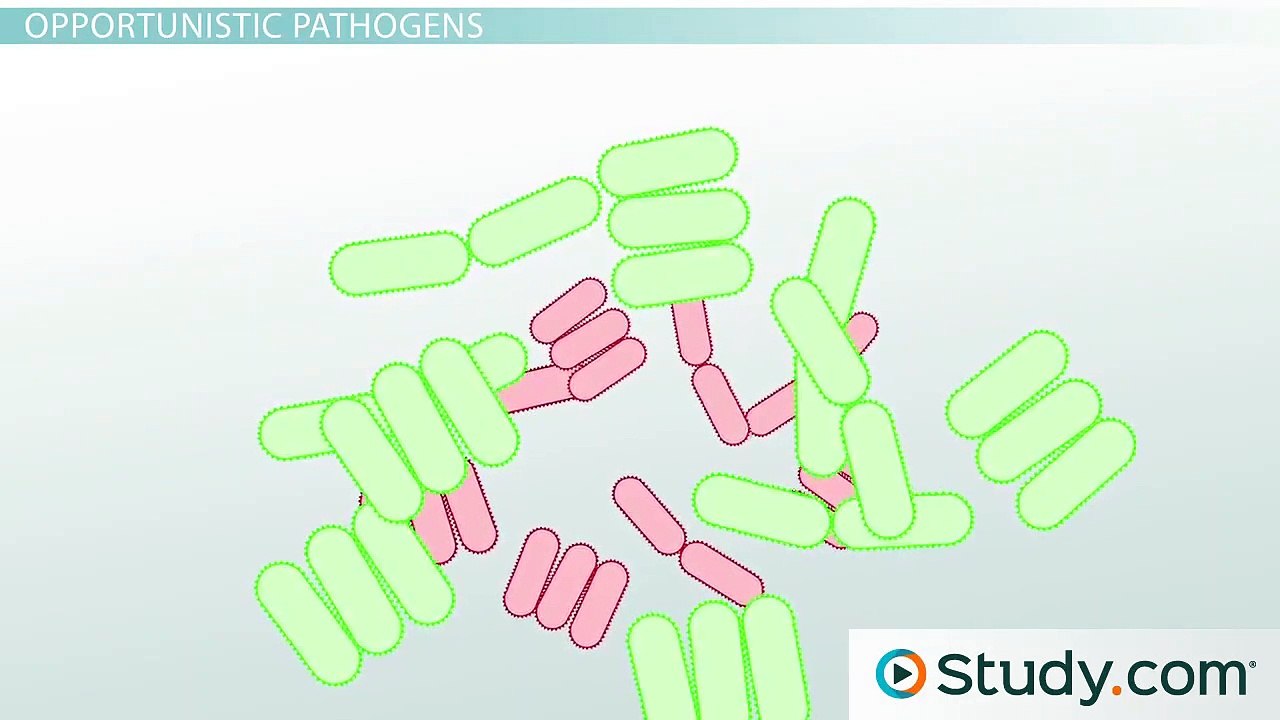 Preventing Disease- Normal Human Flora