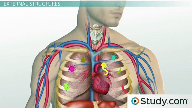 Bacterial Structures and Their Functions