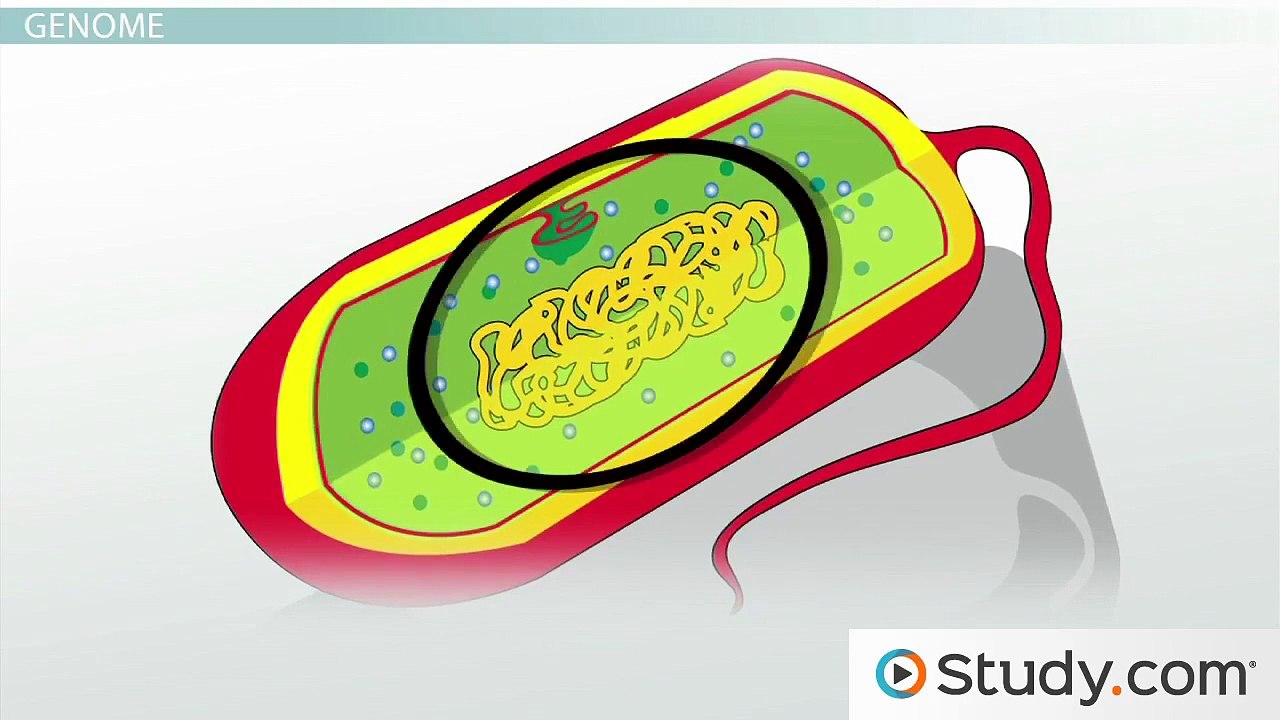 The Bacterial Genome- Structure & Organization