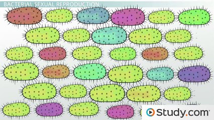 Bacterial Transformation- Definition, Process & Applications