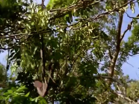 Les Naufragés de l'île aux pirates Bande-annonce VO