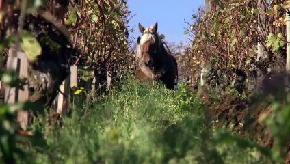 La Clef des Terroirs Bande-annonce VF