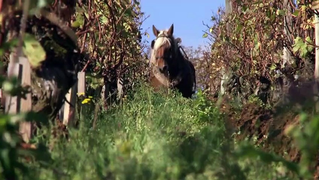 La Clef des Terroirs Bande-annonce VF