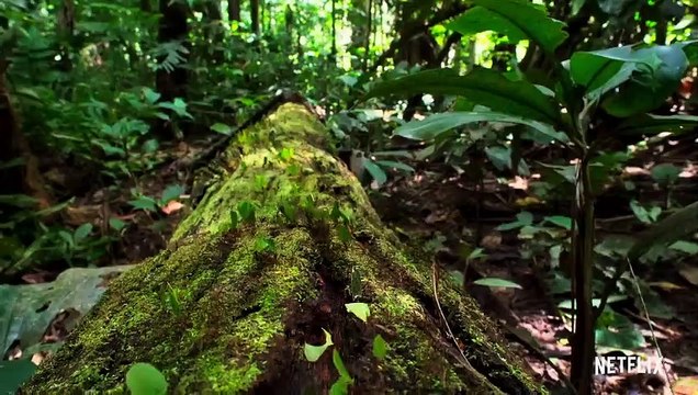 Notre planète - saison 1 Bande-annonce VF