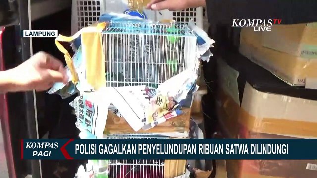 Ribuan Ekor Satwa Dilindungi Diduga Akan Diselundupkan ke Jakarta Melalui Pelabuhan Bakauheni