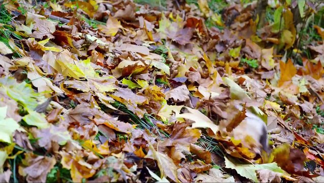 Nés en Chine EXTRAIT Derrière la beauté