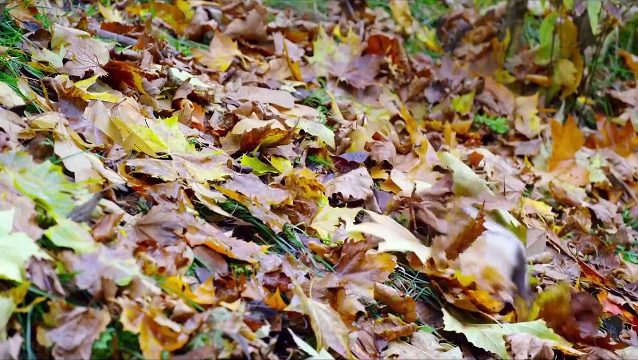 Nés en Chine EXTRAIT "Derrière la beauté"