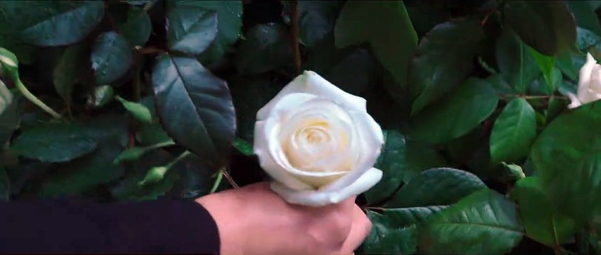 Hunger Games – La Révolte : Partie 2 Bande-annonce finale VF