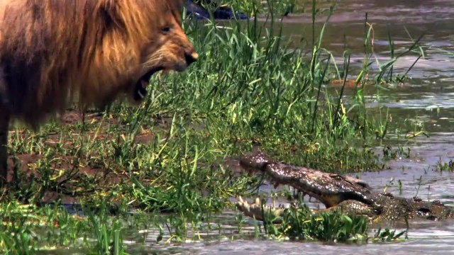 Grizzly Bande-annonce VF