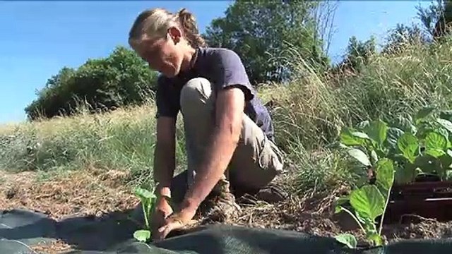 Des locaux très motivés - EXTRAIT VF Planter des choux