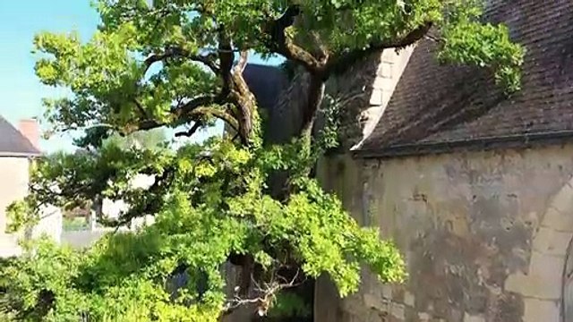 Arbres et forêts Remarquables, un univers à explorer Bande-annonce VF